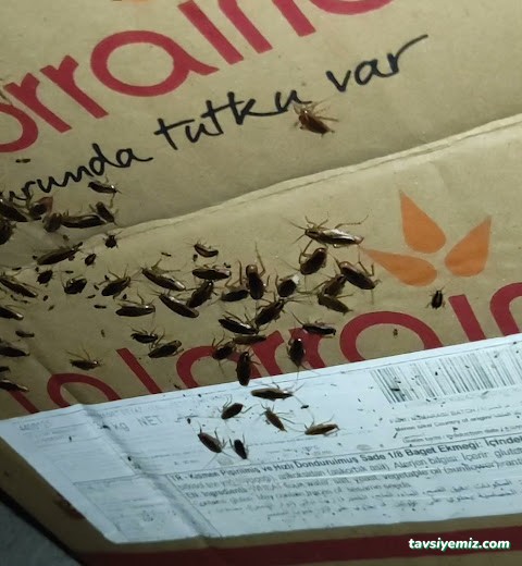 Yalova Acil İlaçlama Yalova Acil İlaçlama