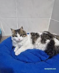 Bettmy Kedi Oteli Ve Pet Kuaför Bettmy Kedi Oteli Ve Pet Kuaför