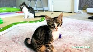 Bettmy Kedi Oteli Ve Pet Kuaför Bettmy Kedi Oteli Ve Pet Kuaför