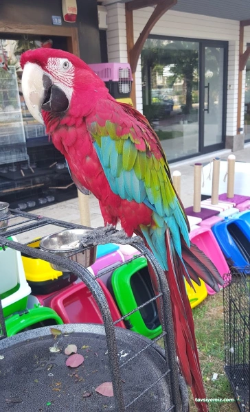 Bizim City Petshop