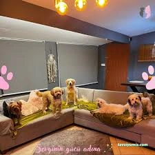 Bodrum Pet Otel
