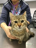 Bostancı Veteriner Muayenehanesi / Kliniği