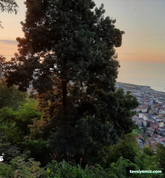 Boztepe Çay Bahçesi Boztepe Çay Bahçesi