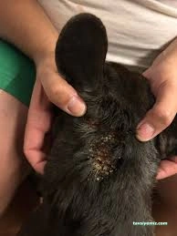 Bulvar Veteriner Kliniği Bulvar Veteriner Kliniği