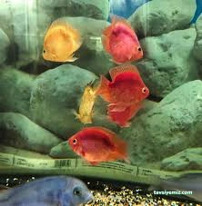 Bursa Cihan Akvaryum & Petshop Bursa Cihan Akvaryum & Petshop