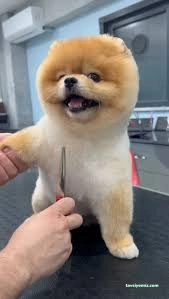Bursa Jessie Pet Kuaför Bursa Jessie Pet Kuaför