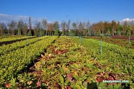 Büyük Çamlıca Fidanlığı Büyük Çamlıca Fidanlığı