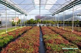Büyük Çamlıca Fidanlığı Büyük Çamlıca Fidanlığı