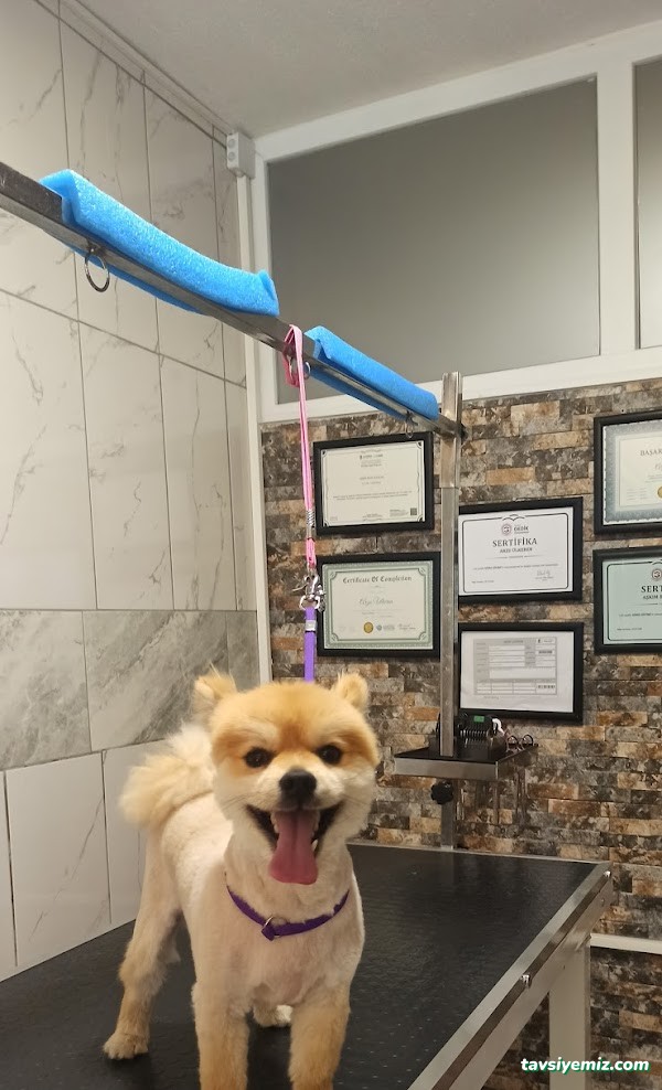 Şanslı Patiler Pet Salon Şanslı Patiler Pet Salon