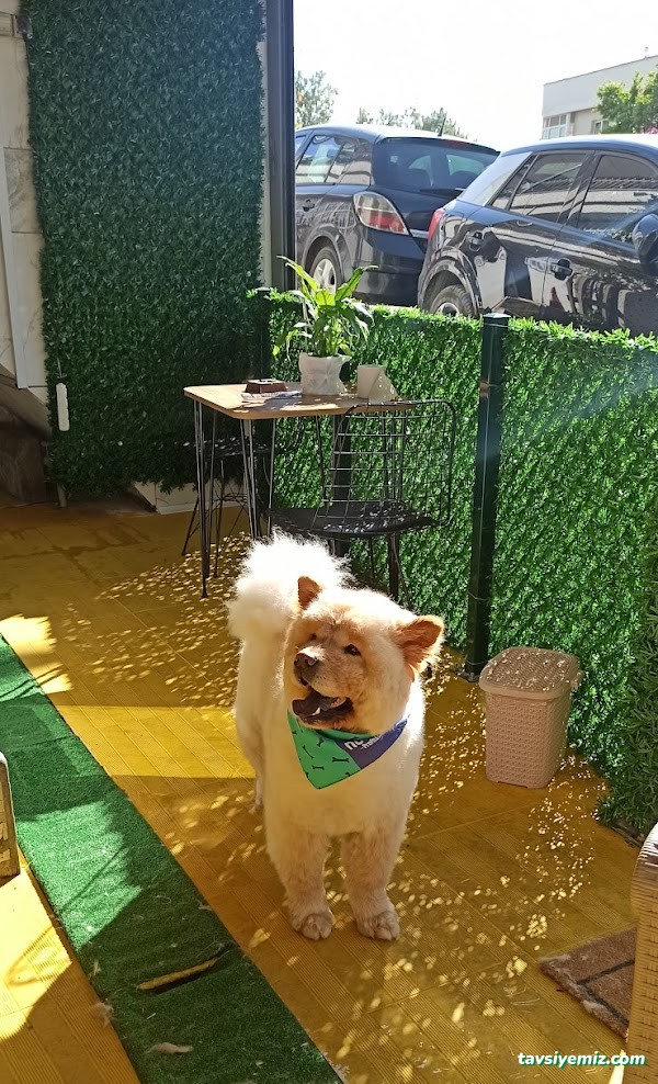 Şanslı Patiler Pet Salon Şanslı Patiler Pet Salon