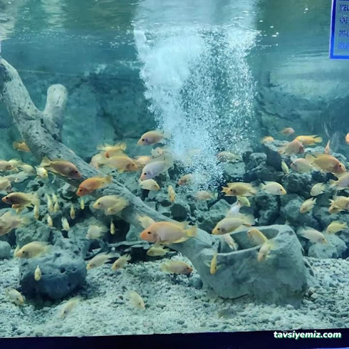 Can Akvaryum Can Akvaryum