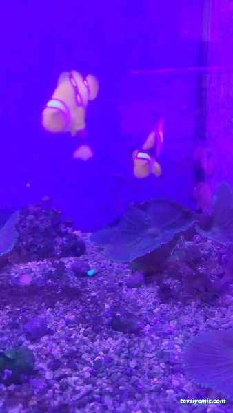 Can Akvaryum Pet Store Pet Kuaför Alo Mama Hattı Can Akvaryum Pet Store Pet Kuaför Alo Mama Hattı