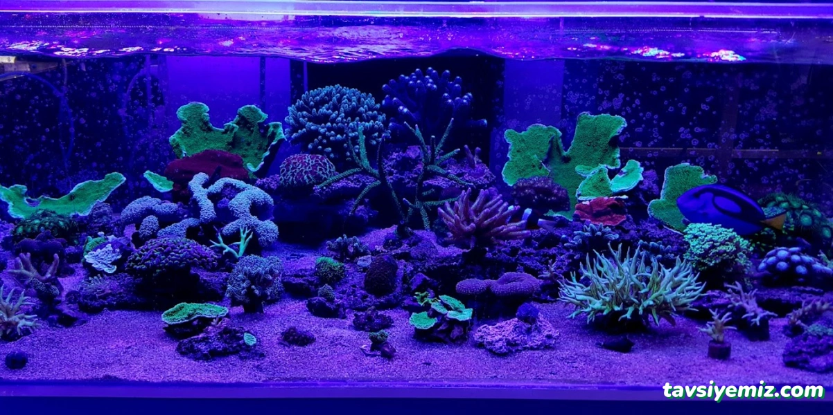 Can Akvaryum Pet Store Pet Kuaför Alo Mama Hattı Can Akvaryum Pet Store Pet Kuaför Alo Mama Hattı