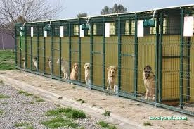 Çanakkale Köpek Oteli Pansiyonu / Tayfun Pet Hotel