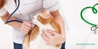 Çanakkale Veteriner Kliniği Çanakkale Veteriner Kliniği