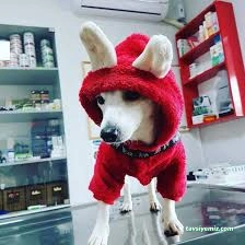 Çanakkale Veteriner Kliniği Çanakkale Veteriner Kliniği