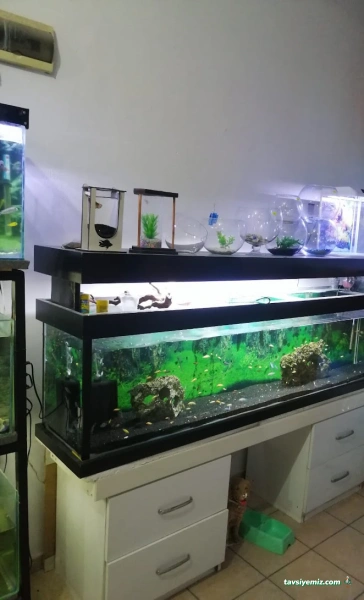 Canan Petshop