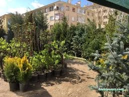 Çankırı Botanik Çiçek Çankırı Botanik Çiçek