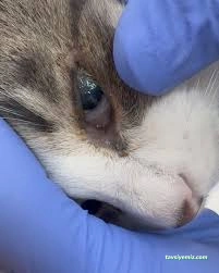 Çankırı Vet18 Veteriner Kliniği Çankırı Vet18 Veteriner Kliniği