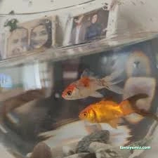 Canlı Petshop Canlı Petshop