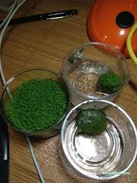 Canlı Petshop Canlı Petshop