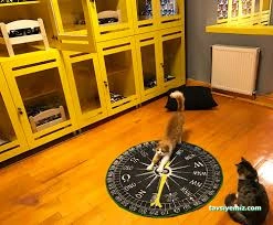 Catdoghouse78 Catdoghouse78