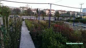 Cemre Çiçekçilik Ve Fidancılık Cemre Çiçekçilik Ve Fidancılık