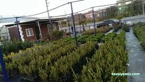 Cemre Çiçekçilik Ve Fidancılık Cemre Çiçekçilik Ve Fidancılık