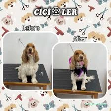 Cici Patiler Edirne Petshop & Pet Kuaför Cici Patiler Edirne Petshop & Pet Kuaför