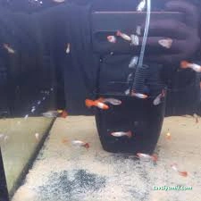 Ciklet Pet Shop