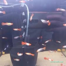 Ciklet Pet Shop