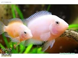 Ciklet Pet Shop