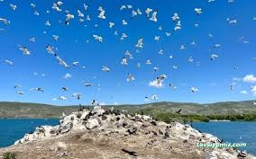 Çıldır Gölü Konağı Çıldır Gölü Konağı