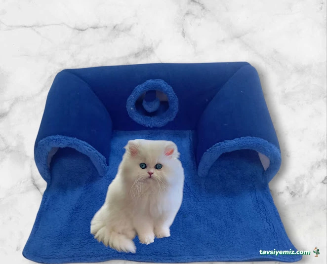 Çilek Petshop