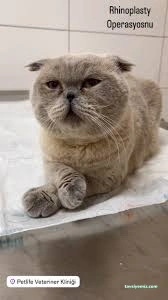 Çorum Petlife Veteriner Kliniği Çorum Petlife Veteriner Kliniği