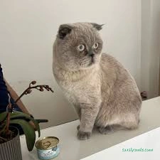Çorum Petlife Veteriner Kliniği Çorum Petlife Veteriner Kliniği