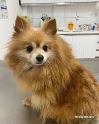 Çorum Petlife Veteriner Kliniği Çorum Petlife Veteriner Kliniği