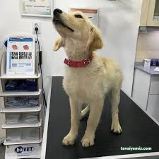 Damla Veteriner Kliniği Damla Veteriner Kliniği