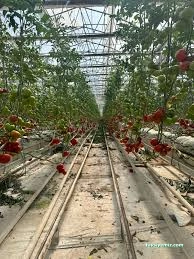 Demirdaşlar Müteahhitlik Seracılık Demirdaşlar Müteahhitlik Seracılık