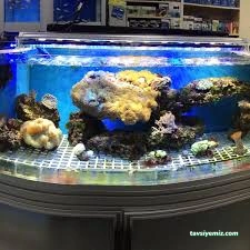 Deniz Akwaryum&Petshop Deniz Akwaryum&Petshop