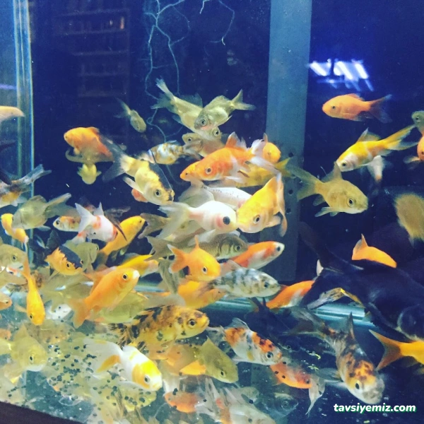 Denizatı Petshop Yalova Denizatı Petshop Yalova