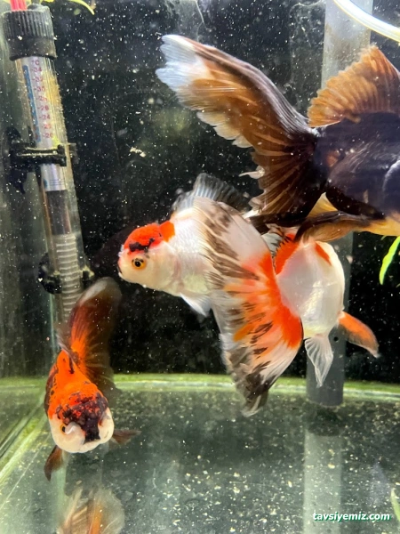 Denizatı Petshop Yalova Denizatı Petshop Yalova