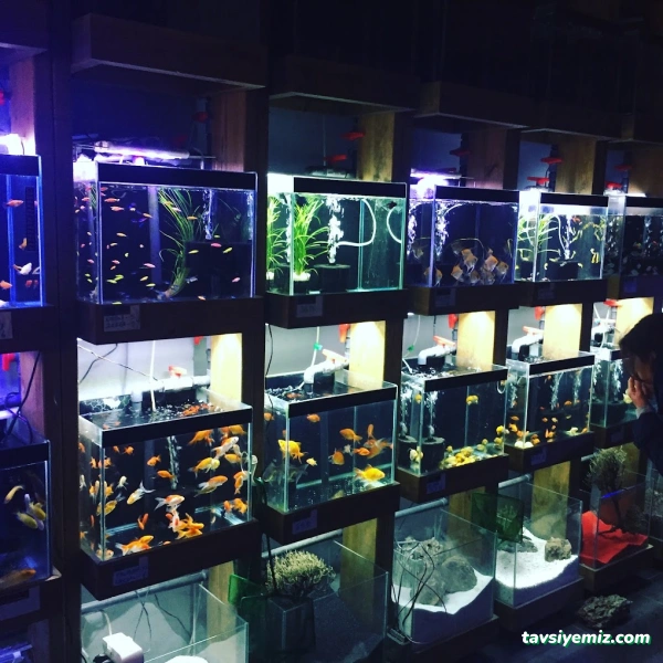 Denizatı Petshop Yalova Denizatı Petshop Yalova
