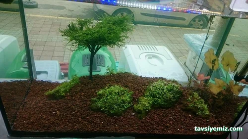 Denizdibi Akvaryum Denizdibi Akvaryum