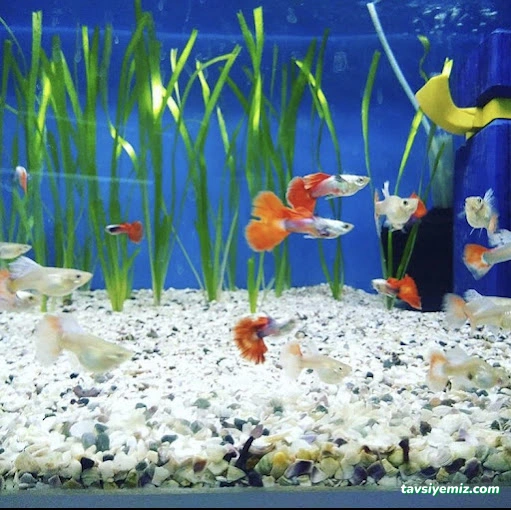 Dilan Akvaryum Petshop Dilan Akvaryum Petshop