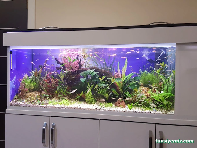 Dilan Akvaryum Petshop Dilan Akvaryum Petshop