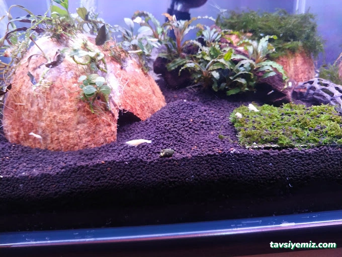 Dilan Akvaryum Petshop Dilan Akvaryum Petshop