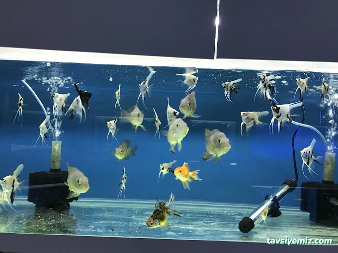 Dilan Akvaryum Petshop Dilan Akvaryum Petshop