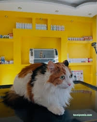 Doğa Pet Veteriner Kliniği Doğa Pet Veteriner Kliniği