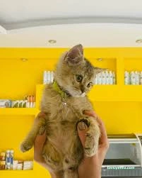 Doğa Pet Veteriner Kliniği Doğa Pet Veteriner Kliniği